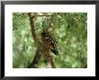 Brown Fish Owl, India by Satyendra K. Tiwari Limited Edition Print