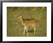 Spotted Deer, Fawn, India by Satyendra K. Tiwari Limited Edition Print