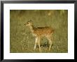 Spotted Deer, Fawn, India by Satyendra K. Tiwari Limited Edition Pricing Art Print