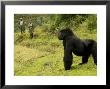 Mountain Gorilla, Male Standing In Grass With Two Guides In Background, Africa by Roy Toft Limited Edition Print
