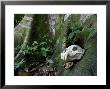 Jaguar Skull On Ground In Rainforest Near Roots Of Tree, Costa Rica by Roy Toft Limited Edition Print