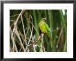 Peach-Fronted Parakeet, Parakeet Perched On Leafy Branch, Brazil by Roy Toft Limited Edition Pricing Art Print