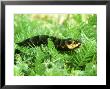 Elephant Hawkmoth, Caterpillar, Uk by Ian West Limited Edition Print
