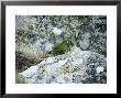 Antipodes Green Parrot, Antipodes Island by Kim Westerskov Limited Edition Print