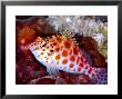 Pixy Hawkfish, Adult, Red Sea by Mark Webster Limited Edition Print