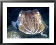 Cuttlefish, Portrait, Uk by Mark Webster Limited Edition Print