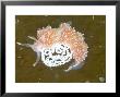 Nudibranch, With Eggs, Uk by Mark Webster Limited Edition Print