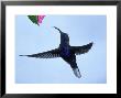 Violet Sabrewing, Costa Rica by G. W. Willis Limited Edition Print