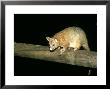 Coppery Brushtail Possum, Queensland, Australia by Eric Woods Limited Edition Pricing Art Print