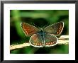 Brown Argus, Central France by John Woolmer Limited Edition Print