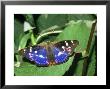Lesser Purple Emperor, Male by John Woolmer Limited Edition Print