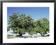 Trees, Anse Union, West Coast, Island Of La Digue, Seychelles, Indian Ocean, Africa by Bruno Barbier Limited Edition Print