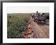 Harvesting Tomatoes, Cetate, Romania by Adam Woolfitt Limited Edition Print