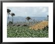 Field Of Tobacco, Santiago, Dominican Republic, West Indies, Caribbean, Central America by Adam Woolfitt Limited Edition Print