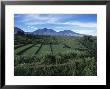 Rice Paddies, Flores Island, Indonesia, Southeast Asia by Alison Wright Limited Edition Print