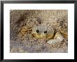 Emerald Beach Sand Crab, Lindergh Bay, St. Thomas, Us Virgin Islands, Caribbean by Cindy Miller Hopkins Limited Edition Print