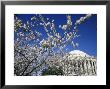 Cherry Blossom Festival And The Jefferson Memorial, Washington Dc, Usa by Michele Molinari Limited Edition Print