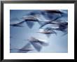 Snow Geese In Flight At The Skagit Flats, Washington, Usa by Charles Sleicher Limited Edition Pricing Art Print