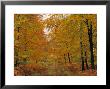 Beech Trees In Autumn, Surrey, England by Jon Arnold Limited Edition Print