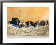 Domestic Dogs, Five Cavalier King Charles Spaniel Puppies, 7 Weeks Old, Sleeping In Basket by Petra Wegner Limited Edition Print