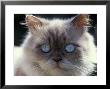 Persian Cream Cat, Close Up Of Face And Blue Eyes by Adriano Bacchella Limited Edition Pricing Art Print