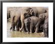 Elephants Bathing In The River, Pinnewala Elephant Orphanage, Near Kegalle, Hill Country, Sri Lanka by Gavin Hellier Limited Edition Print