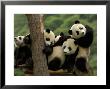 Giant Panda Babies, Wolong China Conservation And Research Center For The Giant Panda, China by Pete Oxford Limited Edition Print