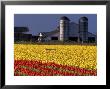 Field Of Tulips And Barn With Silos, Skagit Valley, Washington, Usa by William Sutton Limited Edition Print