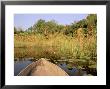 Mokoro Through Reeds And Papyrus, Okavango Delta, Botswana by Pete Oxford Limited Edition Print