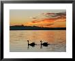 Two Swans Glide Across Lake Chiemsee At Sunset Near Seebruck, Germany by Diether Endlicher Limited Edition Print