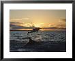 Dusky Dolphins by Bill Curtsinger Limited Edition Print