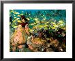 School Of Bluelined Triggerfish Swim Over A Volcanic Rock Reef, Bali, Indonesia by Tim Laman Limited Edition Print