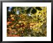 Maple Tree Branch With Green Leaves With Autumn Hued Leaves In Back by Raymond Gehman Limited Edition Print