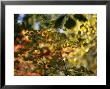 Maple Tree Branch With Green Leaves With Autumn Hued Leaves In Back by Raymond Gehman Limited Edition Pricing Art Print