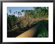 Oil Pipeline Running Through Amazon Basin Forests by Steve Winter Limited Edition Pricing Art Print