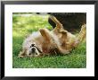 Golden Retriever Named Teddy Rolling Around Playfully by Jason Edwards Limited Edition Print