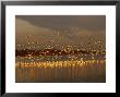 Snow Geese On Swans Cove Pool At Sunset by Raymond Gehman Limited Edition Print