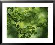 Maple Tree Branch With Spring Foliage by Todd Gipstein Limited Edition Pricing Art Print