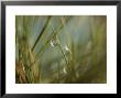 Water Droplets Clinging To Blades Of Grass by Todd Gipstein Limited Edition Pricing Art Print