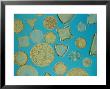 Close View Of Diatoms, Usa by Darlyne A. Murawski Limited Edition Print