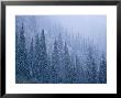 Early Snowfall On Evergreen Trees On The West Side Of Logan Pass by Michael Melford Limited Edition Print