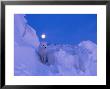 An Arctic Fox Under A Full Moon On A February Morning by Norbert Rosing Limited Edition Print