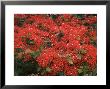 Hawaiian Flora: Royal Poinciana Or Flamboyant Flower by Eliot Elisofon Limited Edition Print