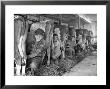 Row Of Cows' Rumps, With Fat Cheeked Family Of Six Milking Them, In Neat Cow Barn by Alfred Eisenstaedt Limited Edition Print