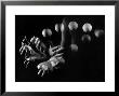 Stroboscopic Image Of Hands Of Juggler Stan Cavenaugh Juggling Balls by Gjon Mili Limited Edition Pricing Art Print