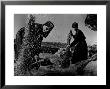 Grain Flying In Air During Winnowing By Women In Famous Spanish Village by W. Eugene Smith Limited Edition Pricing Art Print