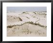 Padre Island Dunes Crested With Grass, White Capped Waves From The Gulf Of Mexico Lapping At Shore by Eliot Elisofon Limited Edition Print
