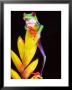 Red Eye Tree Frog On Bromeliad, Native To Central America by David Northcott Limited Edition Print