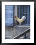 White Rooster On Window Ledge by Joerg Lehmann Limited Edition Print