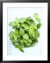 A Pot Of Basil by Marc O. Finley Limited Edition Pricing Art Print